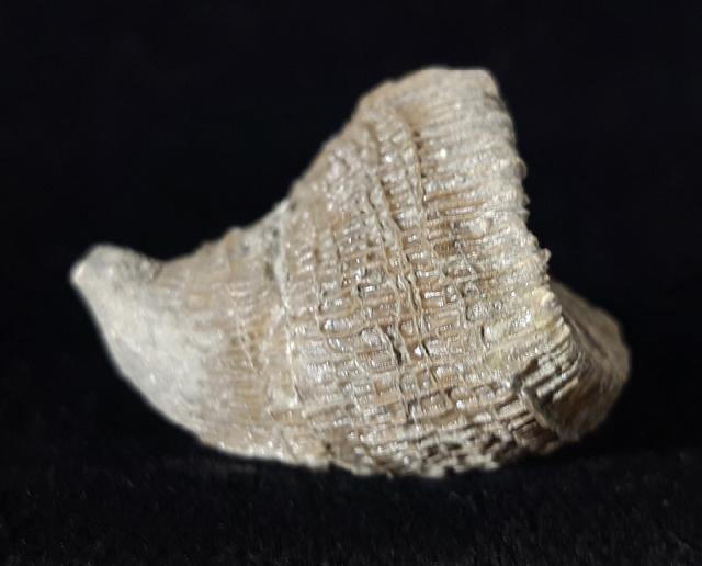 Placosmilia vidali (MALLADA 1892) - Bild © FossNet FossilienStore